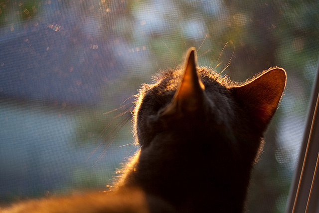 孤星照亮孟菲斯，当杜兰特身披熊皮，擎起一片天