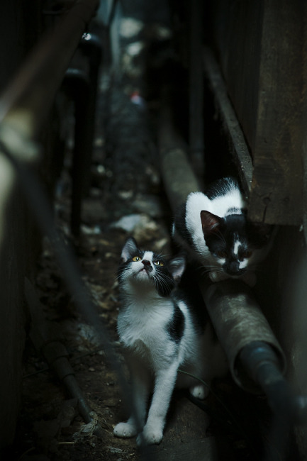 黑翼逆袭,雷诺策略漩涡中汉密尔顿的惊世一役