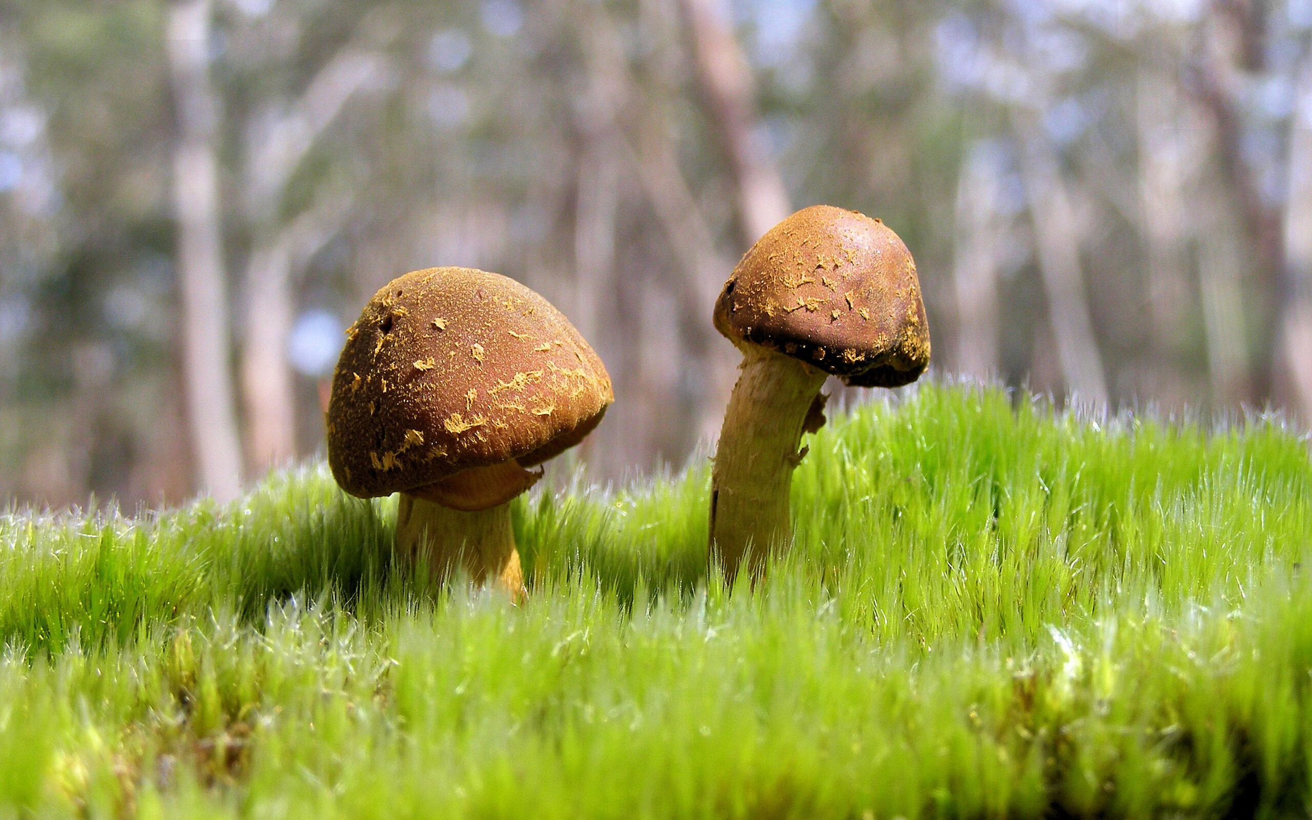 开云体育官网-东方的压哨与西方的绝唱，体育奇迹中的永恒瞬间