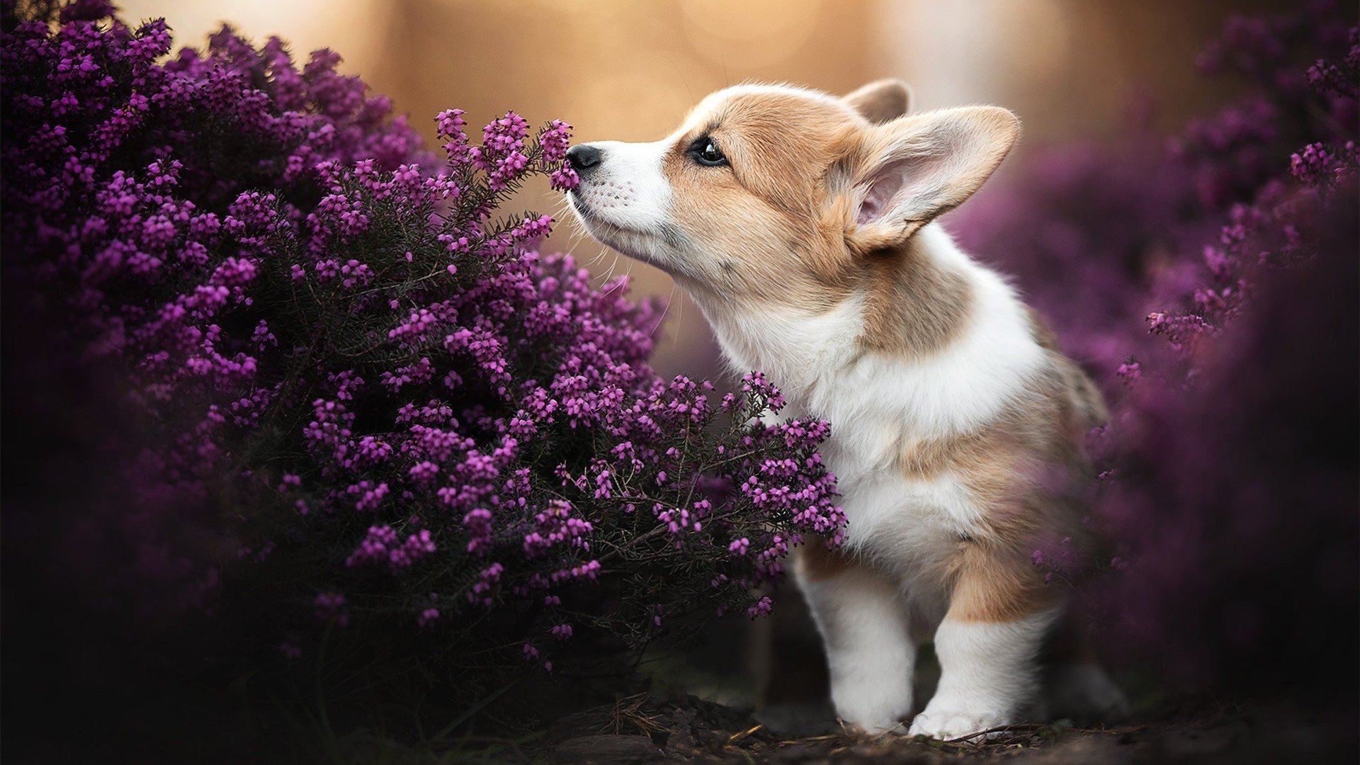 镌刻传说，迪巴拉独舞之夜，尤文掀翻马德里竞技