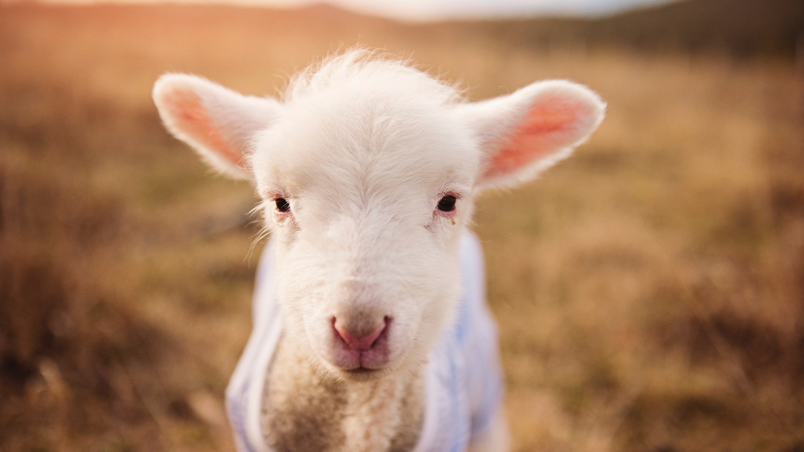 浙江队跨越大洋的险胜，一场错位焦点战背后的篮球新对话