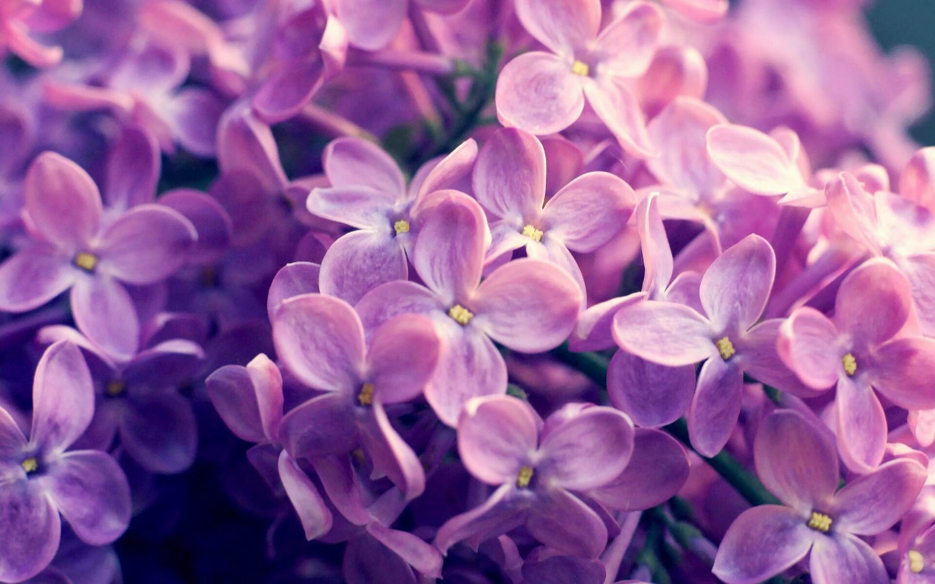 逆向掌控，武切维奇的节奏交响曲与热火无声的险胜