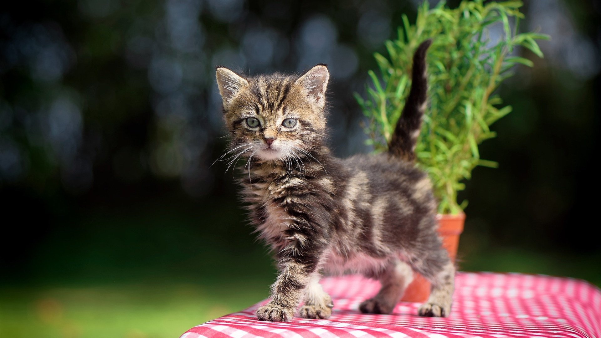 东契奇对阵旧主篮网?一场本不存在的宿命对决