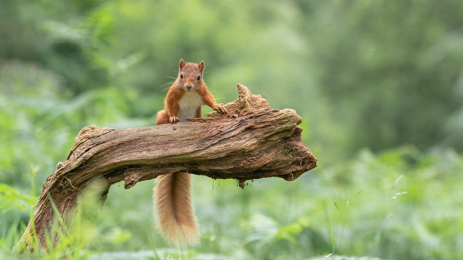 开云体育平台APP-从西非到射手座，阿坎吉的致命一击如何强行终结日本足球的东方幻想
