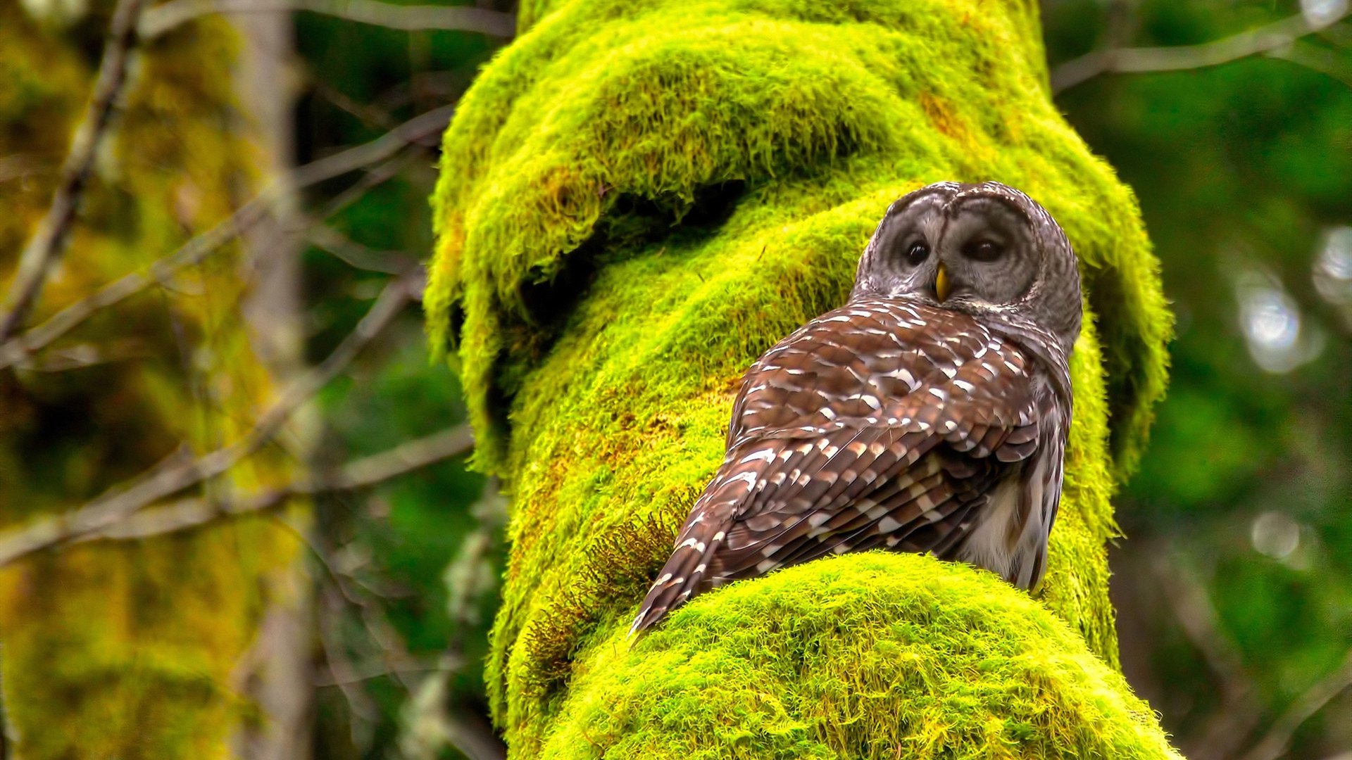 开云体育APP下载-唯一赛场，当莫兰特跨越时空，与猛龙、北京共写篮球的唯一性