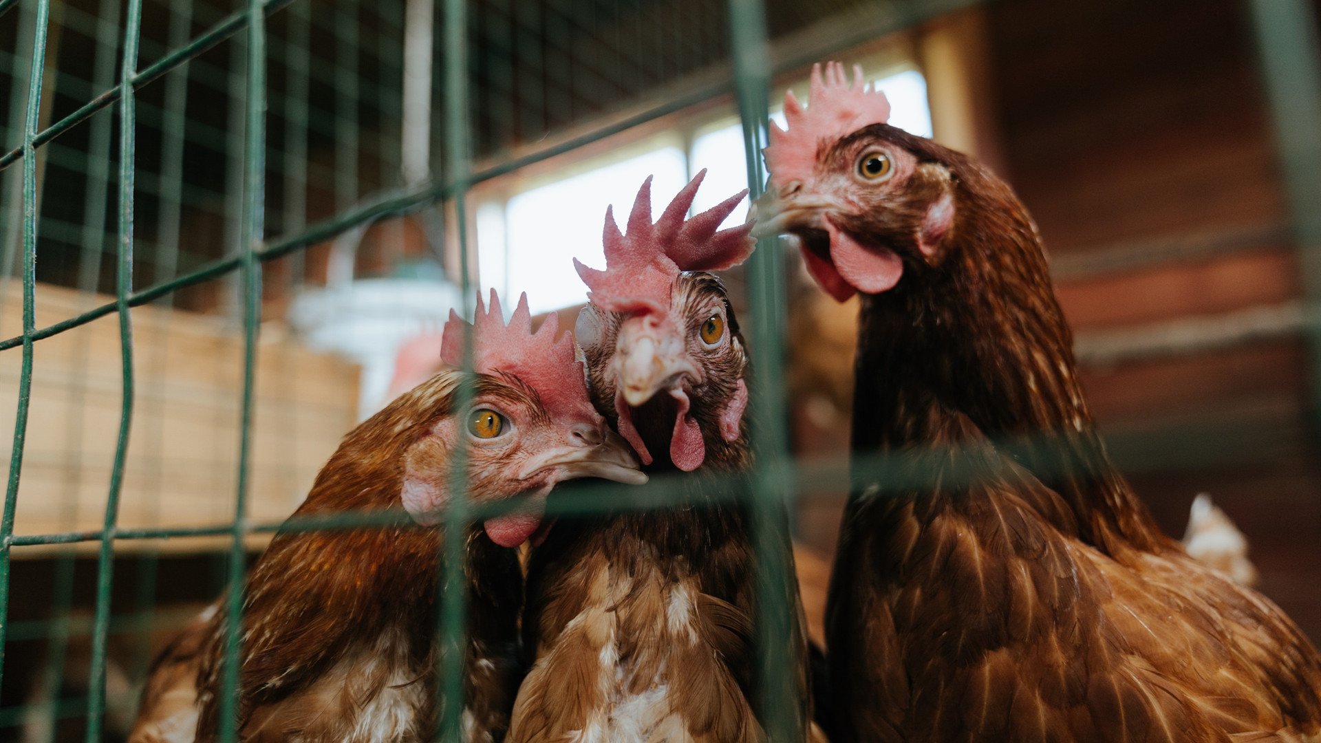 开云体育中国-马竞铁血与三笘魔法，当秩序矩阵遇上绿茵场俳句，足球唯一性的新时代定义