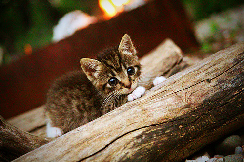 开云体育中国-世纪之约，当加克波在红魔旗下接管曼联与安哥拉的天王山之战红魔奇帜，加克波世纪焦点战接管曼联VS安哥拉幻影对决