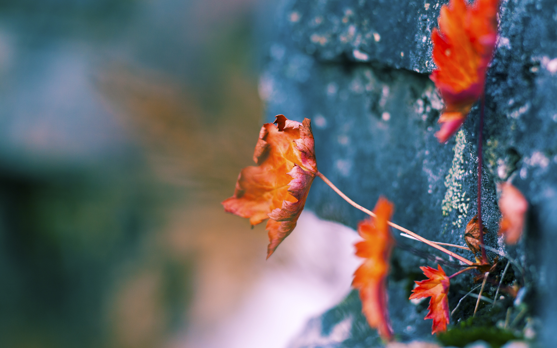 当足球重划世界版图,从卡塔尔荒漠到英超雪夜的地理新轴线