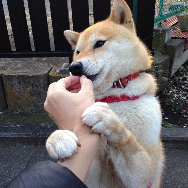 绿焰焚城，当爱尔兰的狂想曲熔解法兰西神话