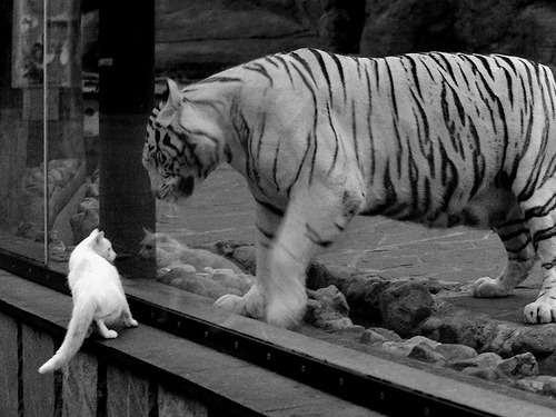 开云体育平台APP-黄金一代绝唱，加索尔血染战袍，西班牙抢七碾碎伊朗黑马神话