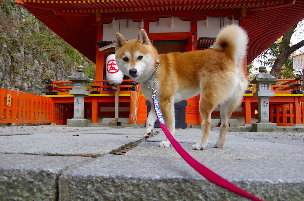 西班牙新生代暗线革命，从马里压制阿森纳，到加维在德甲争冠战接管比赛
