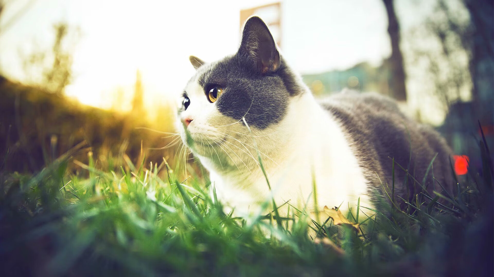 特奥·埃尔南德斯持续爆发成马竞王牌，全面压制暴露美国足球体系差距