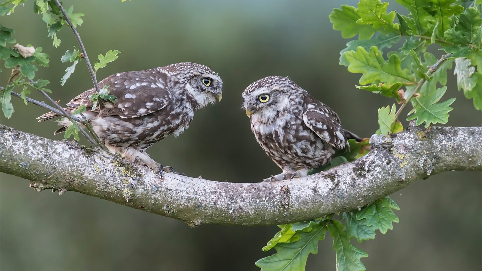 乔治的最后一枪，广东队决胜时刻带走活塞