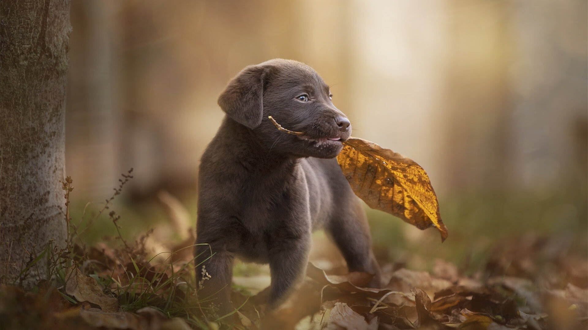 开云体育中国-足球世界的三原色，拉亚的蓝，乌拉圭的白与芬兰的红