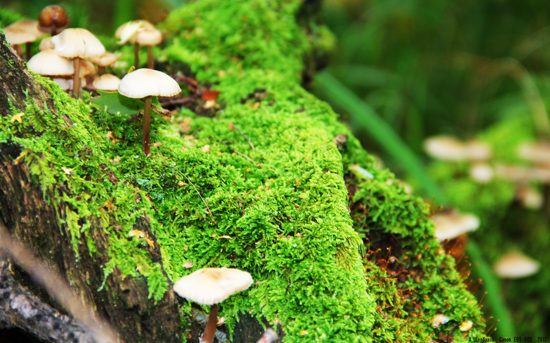 东契奇奏响胜利狂想曲，节奏魔法撕裂步行者防线