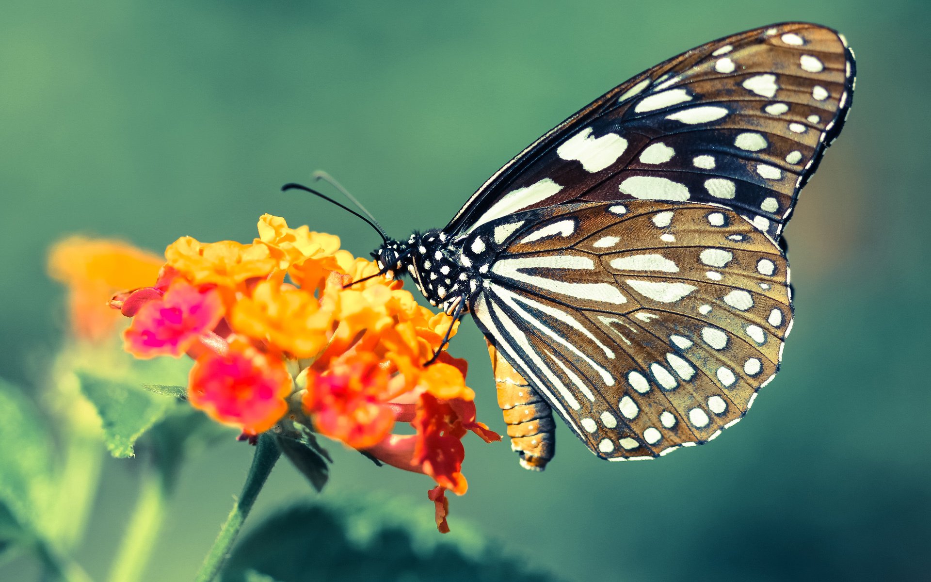 平行时空的交汇点，当欧文爆发点燃76人争冠路，新疆飞虎成最强试金石