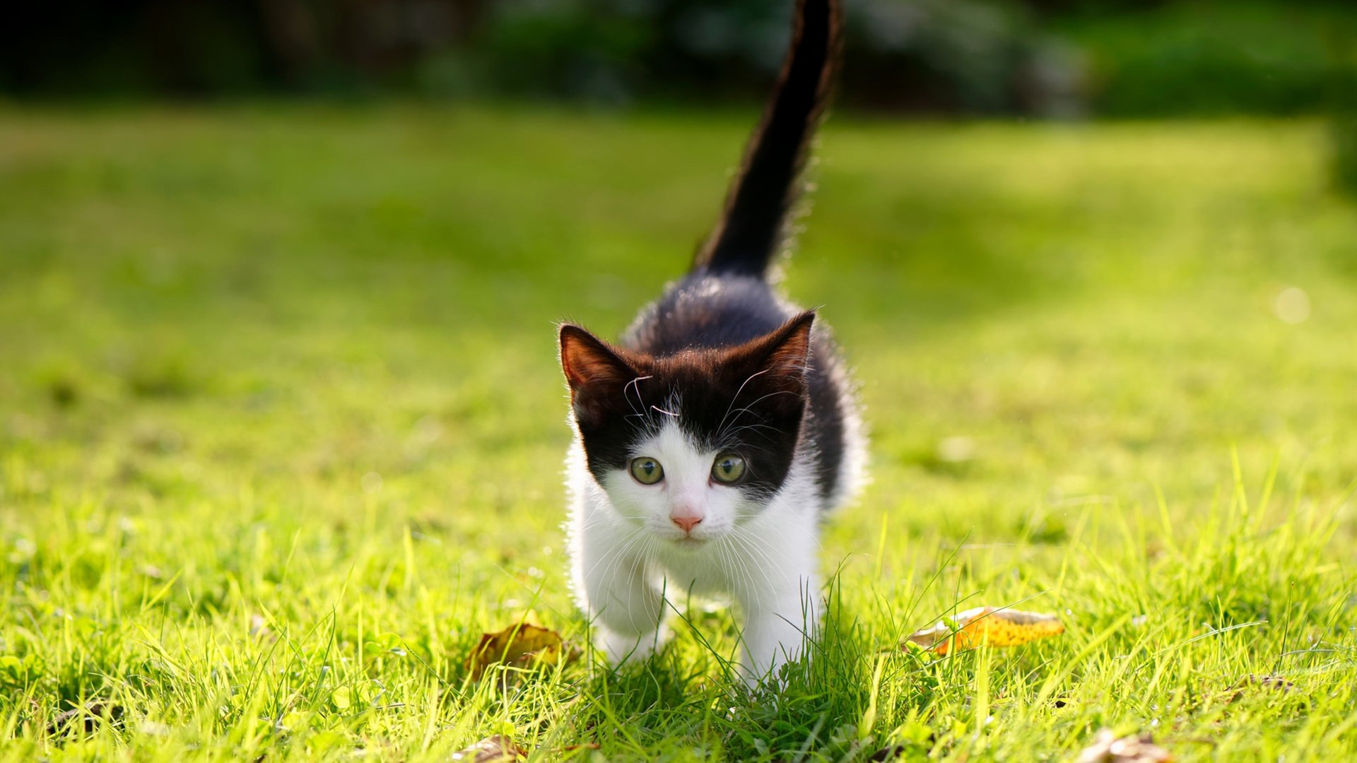 逆转的密码,从克罗地亚的团队韧性到阿克的个人英雄主义