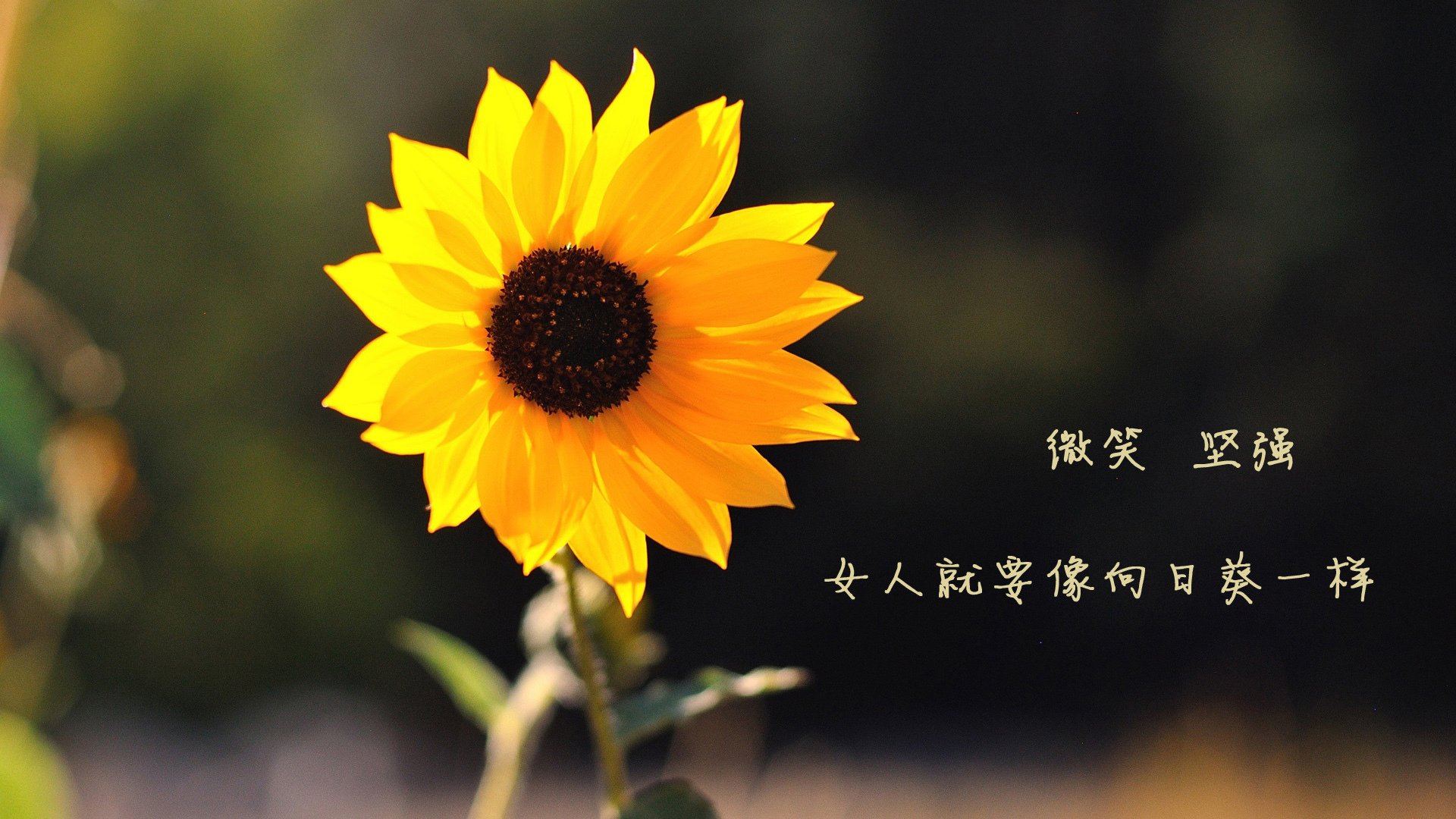 铁闸与利刃,当葡萄牙血脉注入国家德比,卡瓦哈尔关键战从不手软