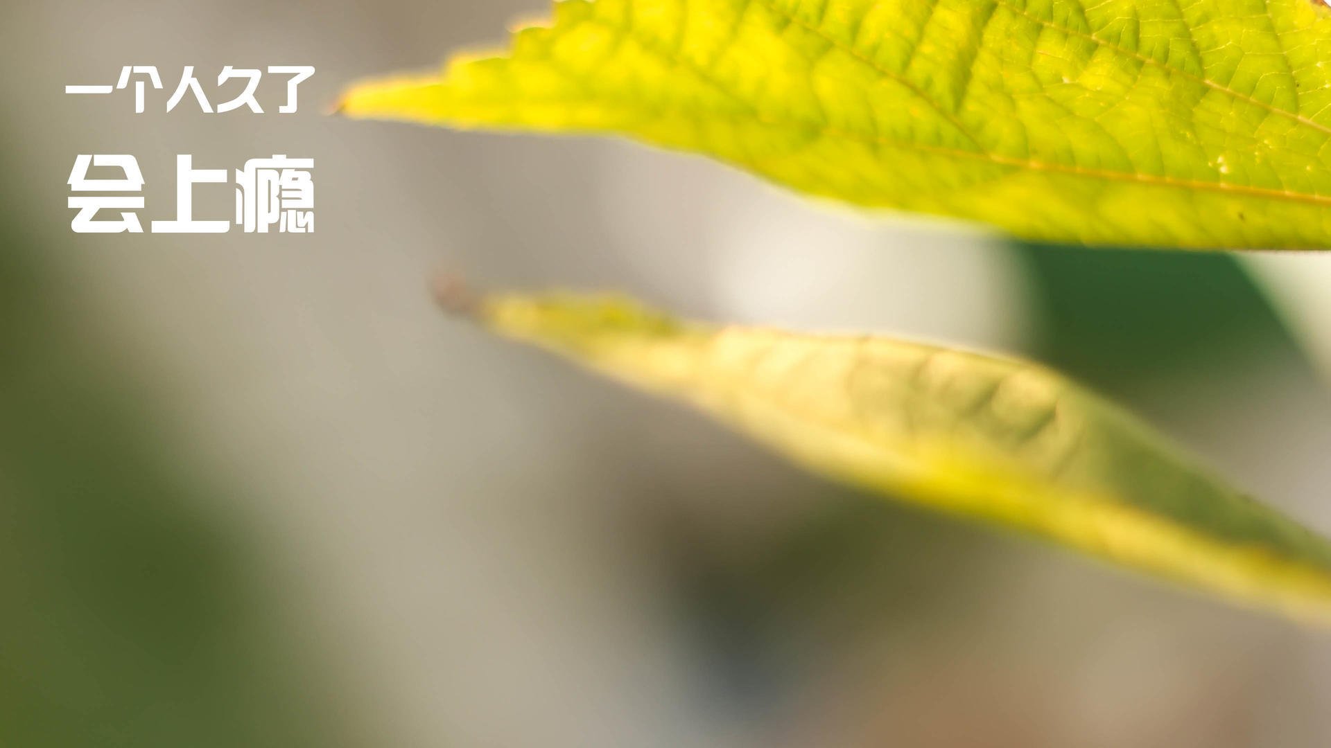 当吉林东北虎遇见达拉斯独行侠,一场不存在的比赛,与绝对真实的英雄主义